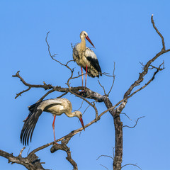 White Stork in Kruger National park, South Africa