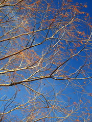 冬のメタセコイア