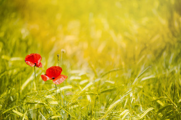 Abstract image of poppy in wheat crop field