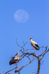 White Stork in Kruger National park, South Africa