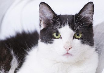 White domestic cat with black spots