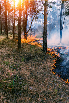 The front line of the spreading forest fire which separates dry grass.