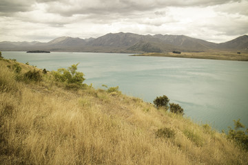 Fototapeta na wymiar Lake Tekapo wheat NZ