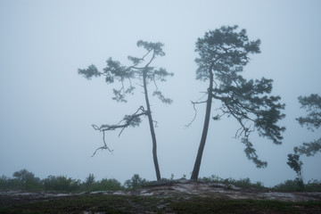 Forest path with pine and mist