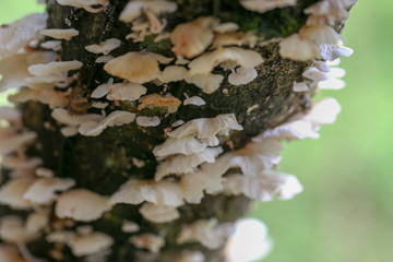 Mushrooms on the bark of trees in the after rain.