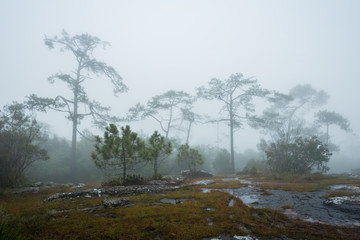 Fototapeta na wymiar Forest path with pine and mist