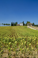 Fototapeta na wymiar Typical farm in Umbria (Italy) at summer