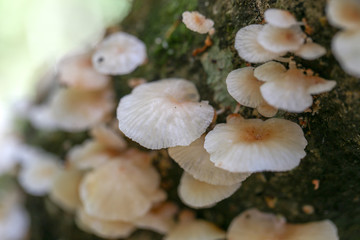 Mushrooms on the bark of trees in the after rain.