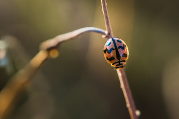 Beautiful ladybug on the branch