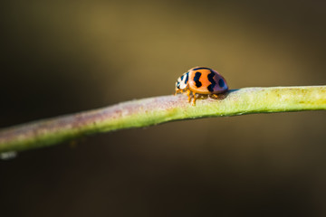 Beautiful ladybug on the branch