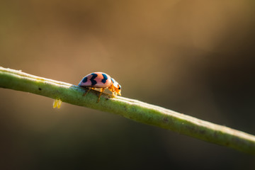 Beautiful ladybug on the branch
