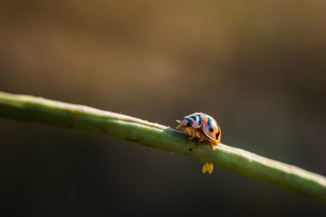 Beautiful ladybug on the branch