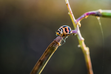 Beautiful ladybug on the branch