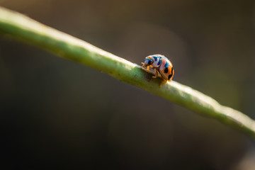 Beautiful ladybug on the branch