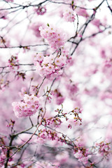 pink cherry tree blossom in  springtime