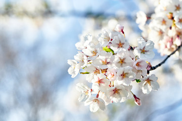 Obraz premium Blooming japan sakura flowers. Cherry tree branch