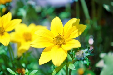 The yellow flower and summer mood.