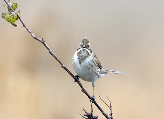 The common reed bunting (Emberiza schoeniclus) sits on a branch on blurred beige background