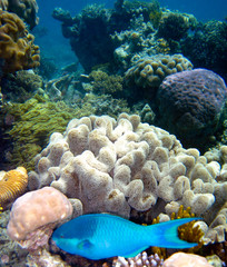 Underwater Scene of Great Barrier Reef