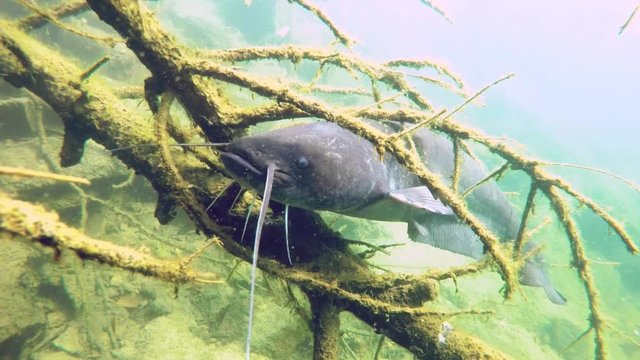 Underwater video of wels catfish also called sheatfish (silurus granis) on the roots. Underwater footage of big European catfish from the beautiful lake.