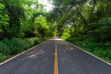 Obraz premium Empty asphalt countryside road through tunnel of trees with sunlight
