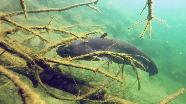 Underwater video of wels catfish also called sheatfish (silurus granis) on the roots. Underwater footage of big European catfish from the beautiful lake.