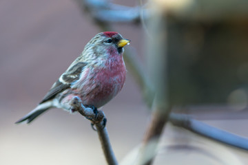 Common redpoll sitting on a branch