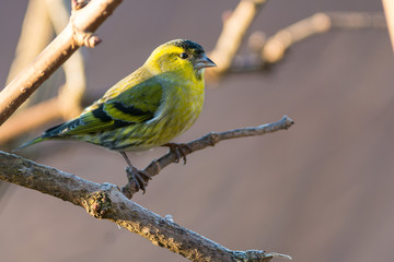 Eurasian siskin sitting on a branch