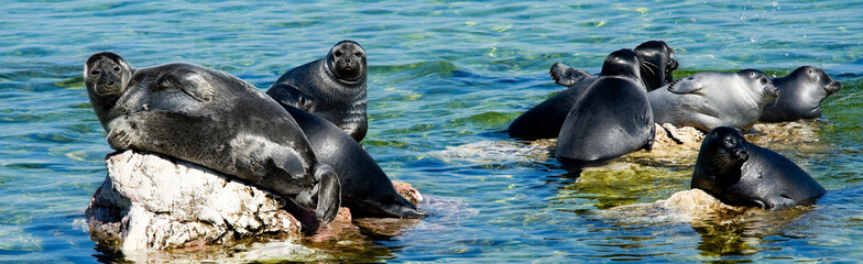 Baikal seals