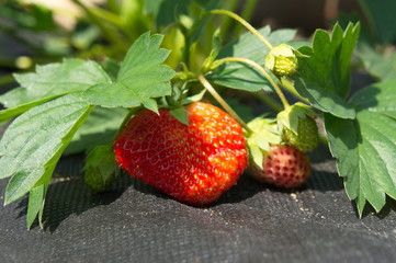 Red strawberry lies on Agrotextile, in the garden.