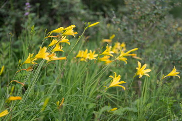 Of wild yellow lilies blooming in the woodland meadow.