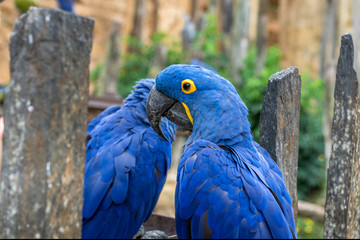 Hyacinth macaw parrot

