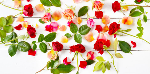Flowers composition. Red roses isolated on white background. Flat lay. Wide photo.