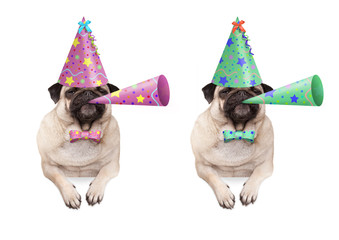 adorable pug puppy dog hanging with paws on blank banner, wearing colorful birthday party hat and blowing horn, isolated on white background