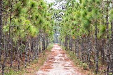 Walk and bicycle way wit pine forest. Phukradung national park, Thailand.
