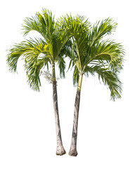 Isolated palm tree on white background