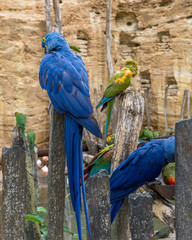 Naklejka premium Hyacinth macaw parrot