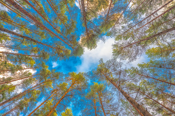 Wide angle view of scots pines against blue sky. Sunny winter days in European forest. Trip and...