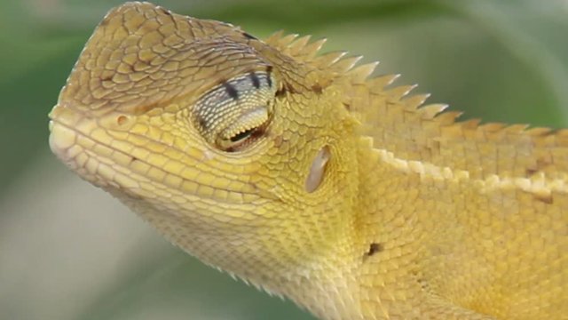 Cute Forest Chameleon with his/her interesting on the photographer