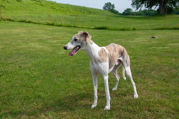 Obraz premium ウィペット（whippet）