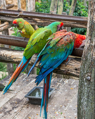 Parrots of the Amazon breed.
