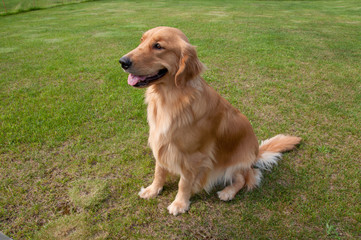 ゴールデンレトリーバー（ゴールデンレトリバー）