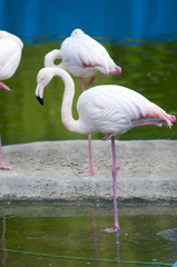 Flamingo hiding from the cold.