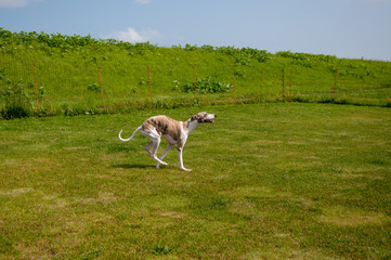 Obraz premium ウィペット（whippet）