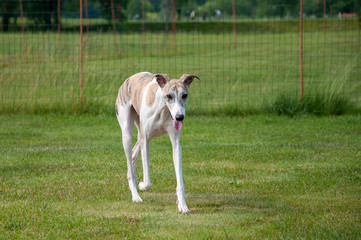 ウィペット（whippet）