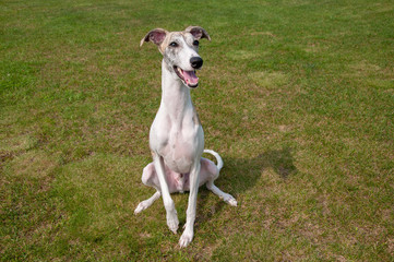 ウィペット（whippet）