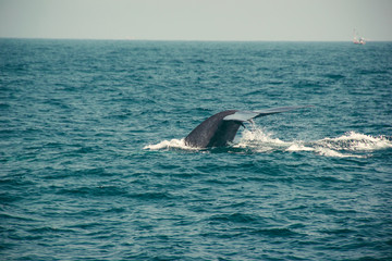Naklejka premium Blue whale tail diving deep, indian ocean. Wildlife nature background. Tourist impression. Adventure travel, tourism industry. Mirissa, Sri Lanka. Protection concept. Explore world. Space for text