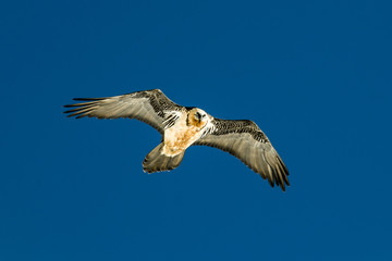 Portrait of a beard vulture, Cypaetus barbatus aureus