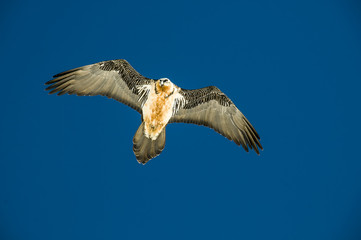 Portrait of a beard vulture, Cypaetus barbatus aureus