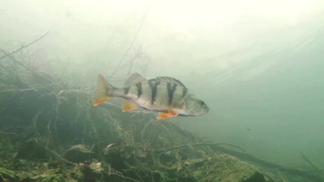 Underwater footage of swimming European perch (Perca fluviatilis). Nice fresh water predator fish in the nature habitat.